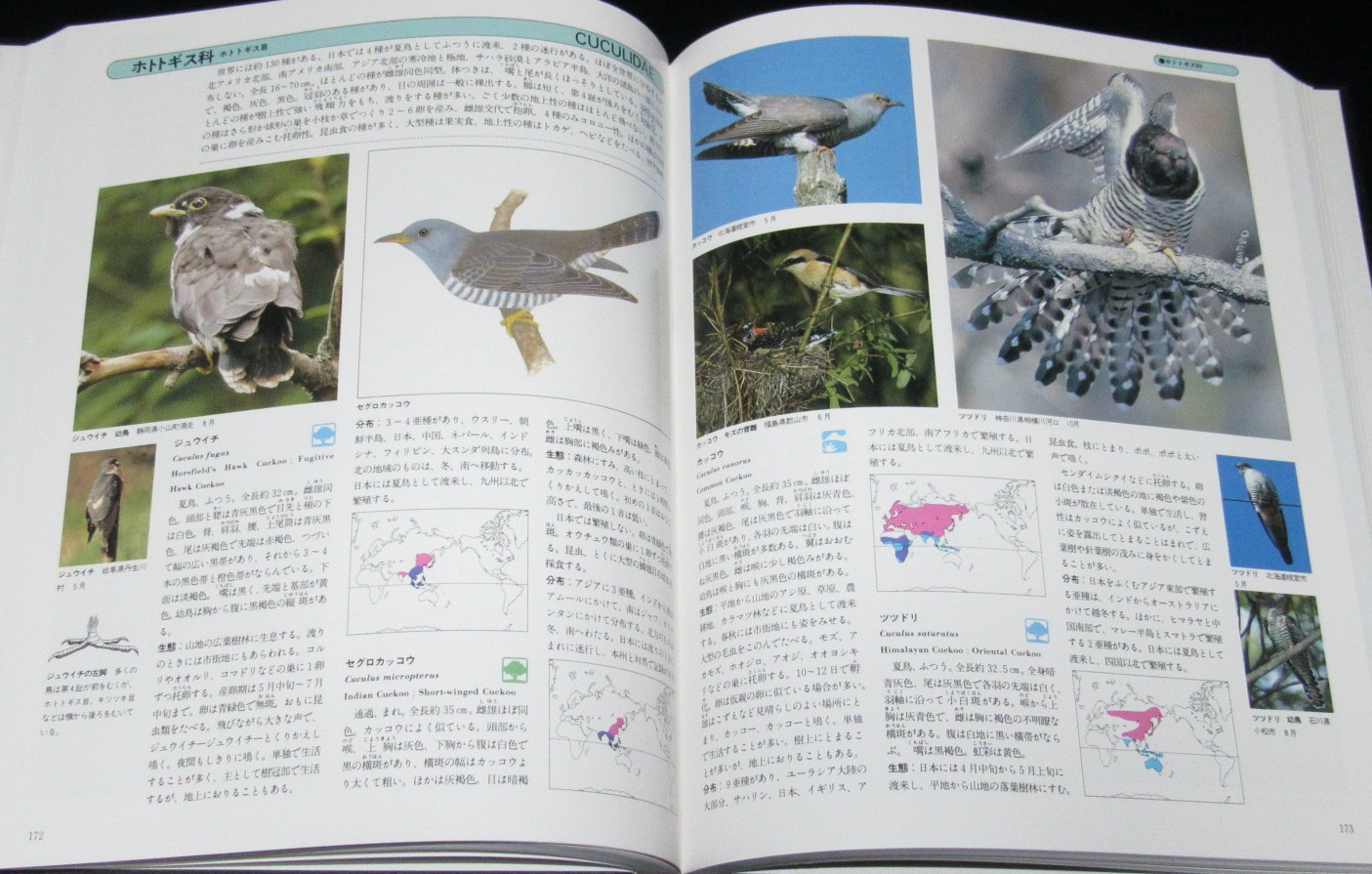 改訂新版 生物大図鑑 鳥類 鳥類概論/野生化した飼い鳥/鳥類の生態