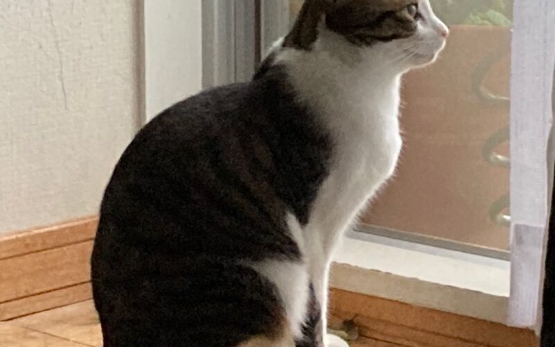 メルマガ「じゃんくまうす情報　第357号」を発行しました！