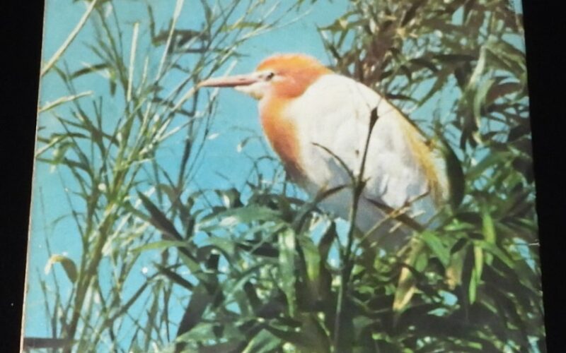 「週刊朝日　昭和33年5/25号」