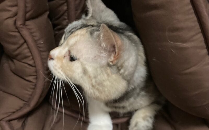 メルマガ「じゃんくまうす情報　第359号」を発行しました！