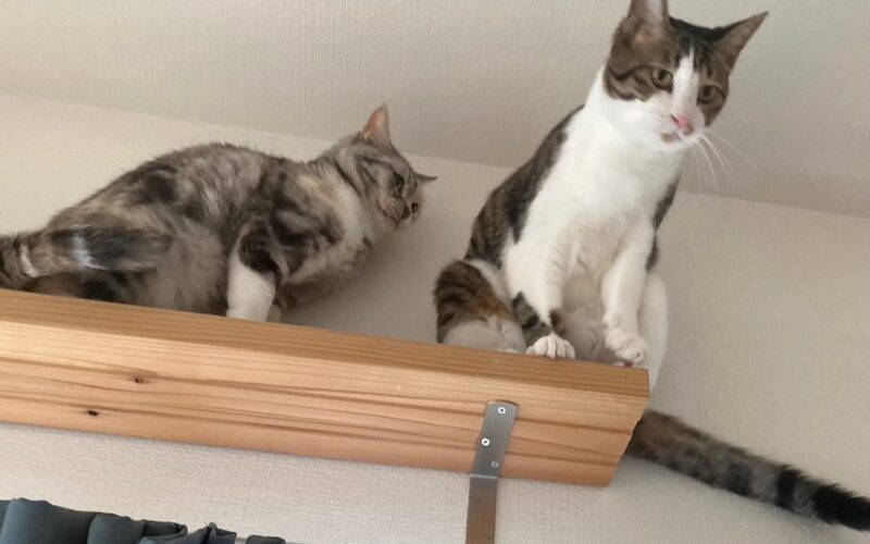 メルマガ「じゃんくまうす情報　第362号」を発行しました！