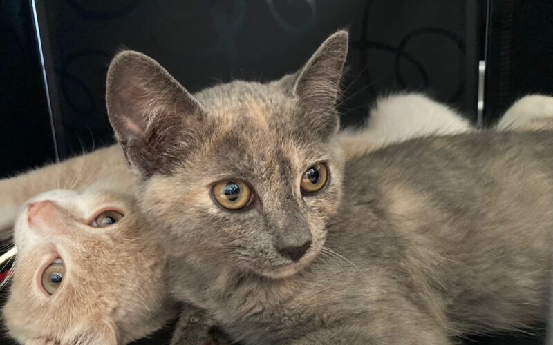 メルマガ「じゃんくまうす情報　第364号」を発行しました！