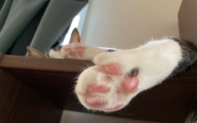 メルマガ「じゃんくまうす情報　第363号」を発行しました！