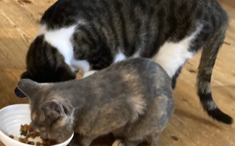 メルマガ「じゃんくまうす情報　第365号」を発行しました！