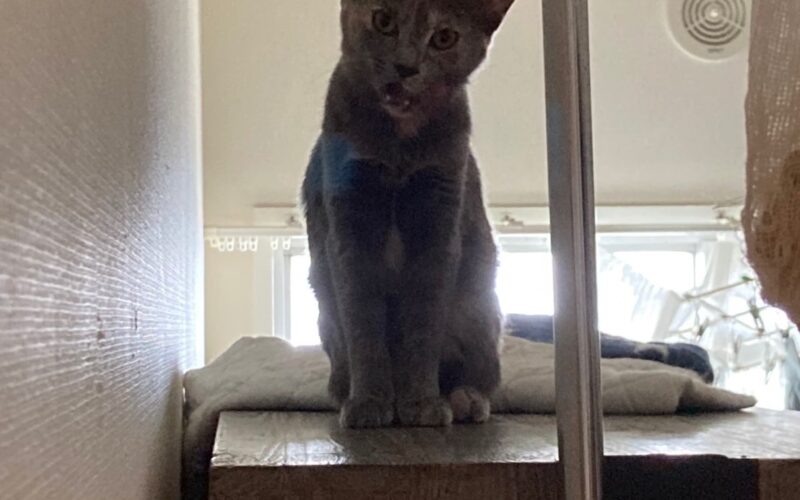 メルマガ「じゃんくまうす情報　第369号」を発行しました！