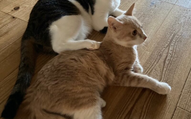 メルマガ「じゃんくまうす情報　第372号」を発行しました！