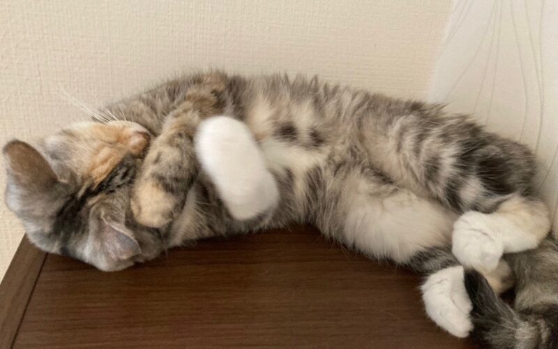 メルマガ「じゃんくまうす情報　第374号」を発行しました！