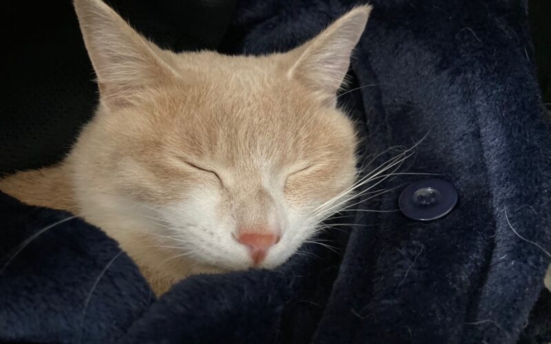 メルマガ「じゃんくまうす情報　第378号」を発行しました！