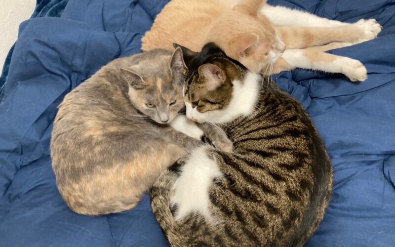 メルマガ「じゃんくまうす情報　第377号」を発行しました！