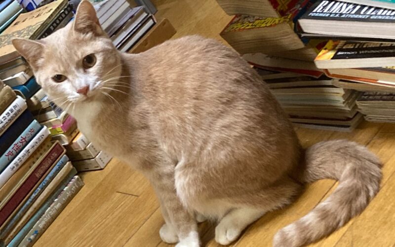 メルマガ「じゃんくまうす情報　第389号」を発行しました！